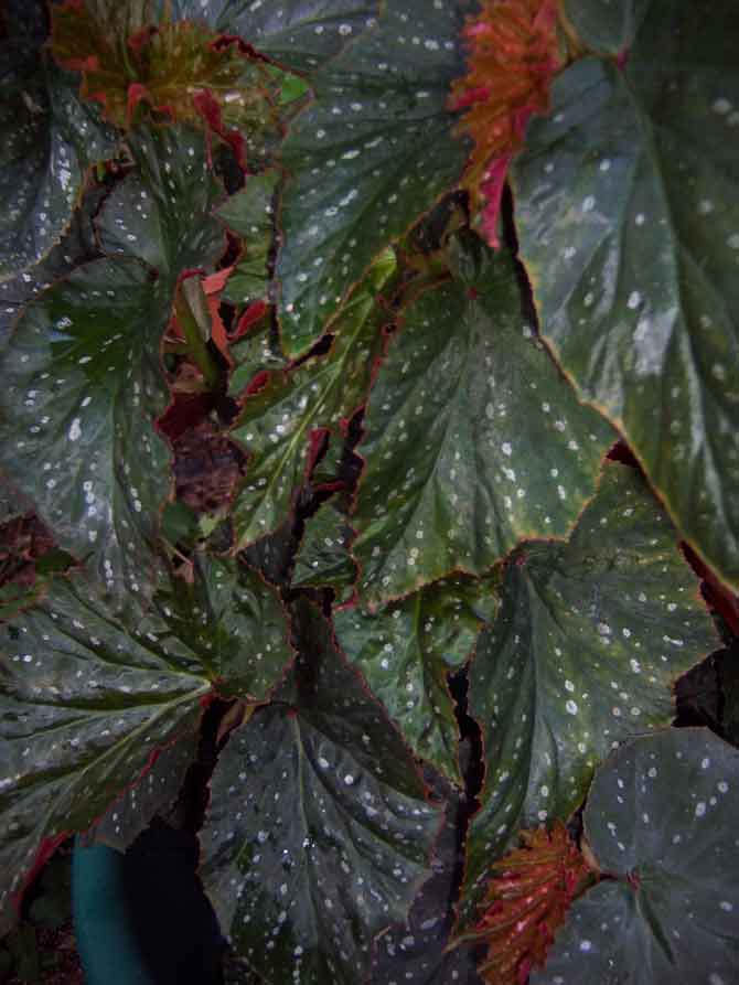 B. ‘Cosmopolitan’